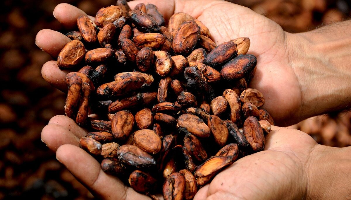 Cocoa Prices Climb on Adverse West African Weather