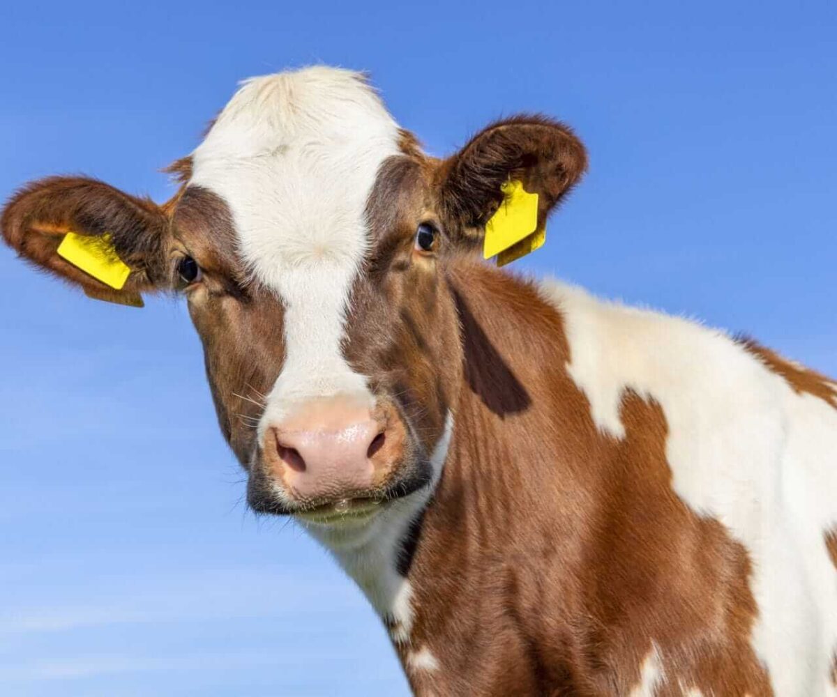 Cattle Look to Tuesday After Bouncing to Start the Week