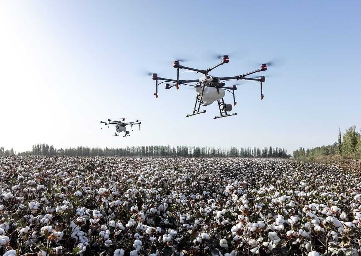 Cotton Fading Back Ahead of the Weekend
