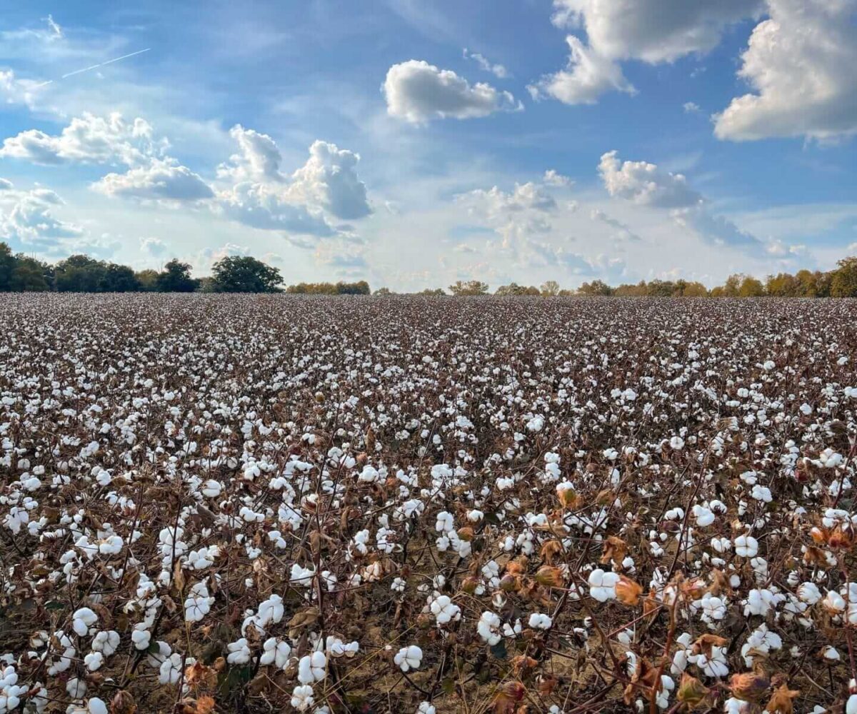 Cotton Posting Friday Midday Gains