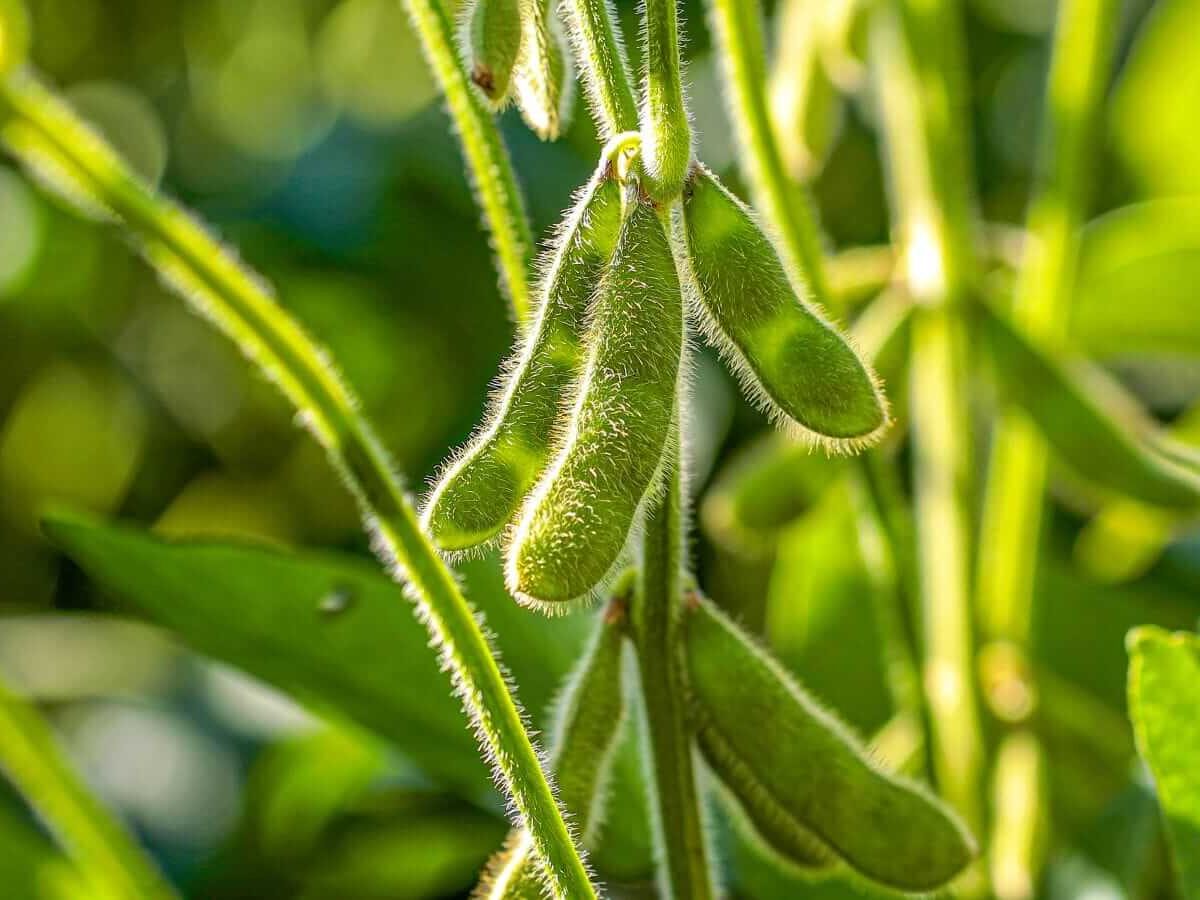 Soybeans Holding Higher to Start Wednesday