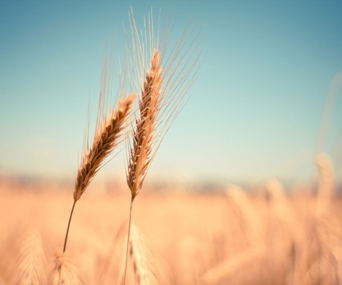 Wheat Falling on Tuesday AM Trade