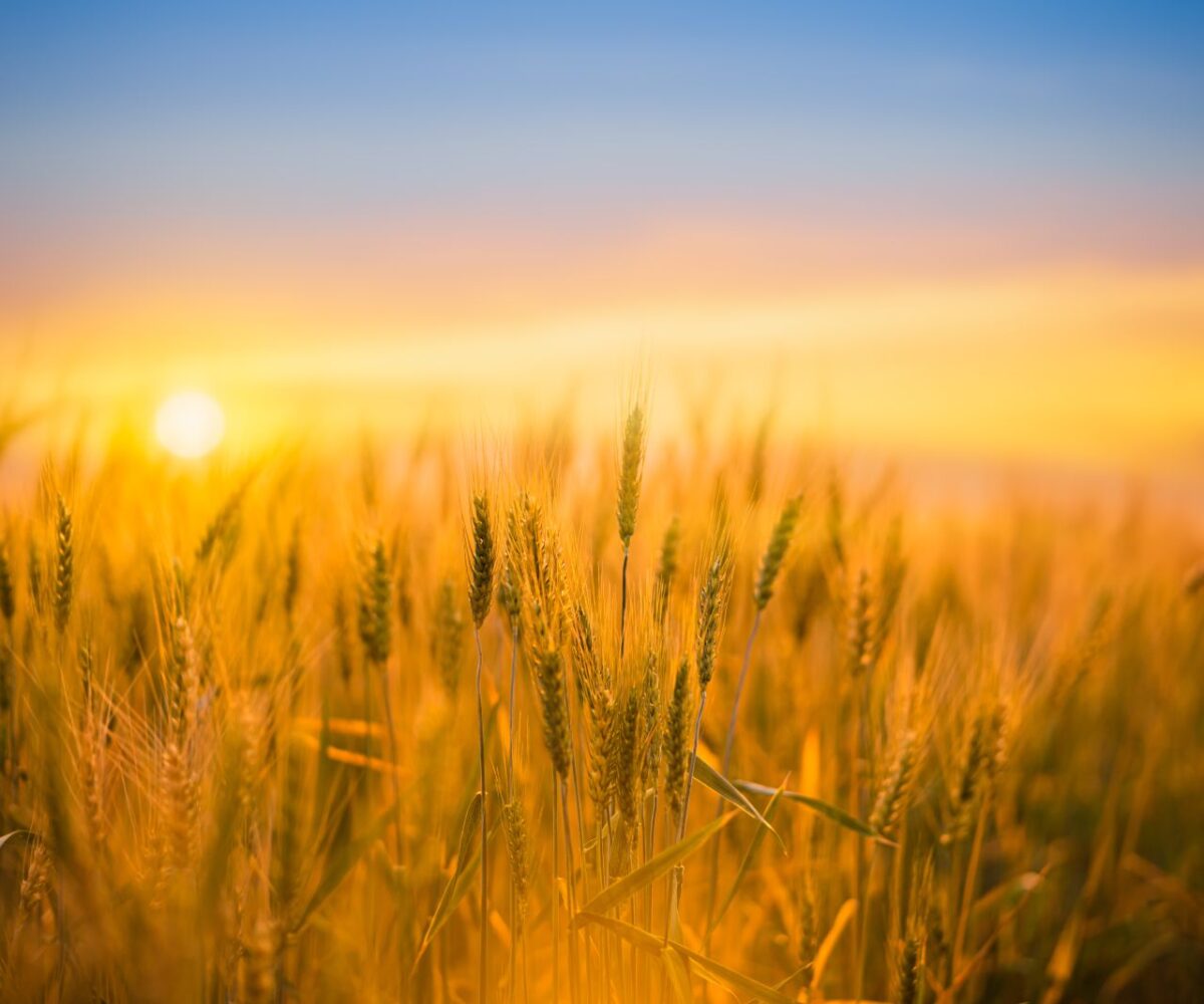 Wheat Pulls Off Early Friday Lows, Still See Pressure to Close the Week