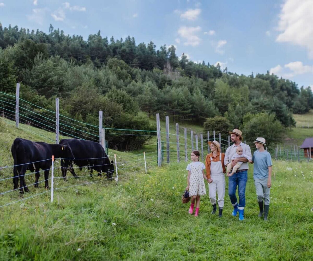 Cattle Rally to Close out the Week