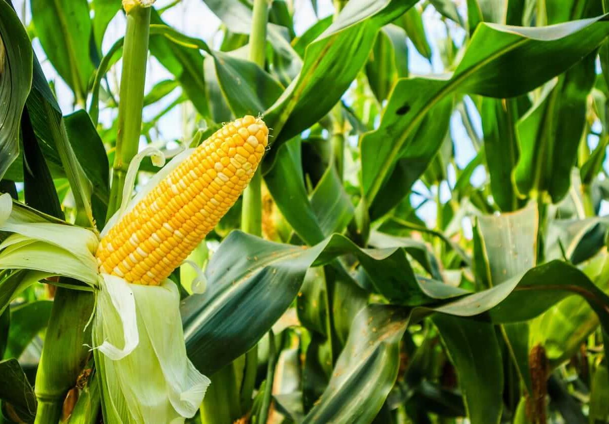 Corn Pulling Back on Wednesday