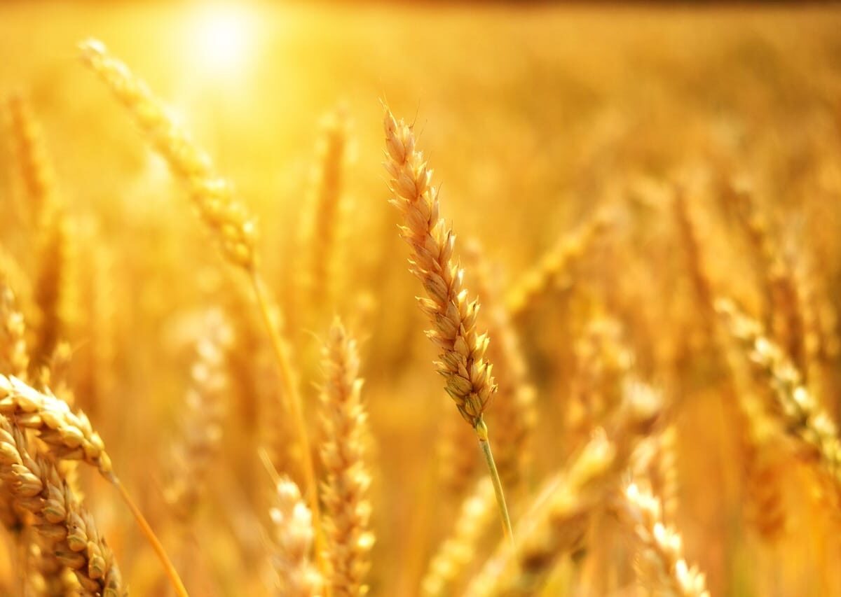 Wheat Faces Friday Weakness, as USDA Hikes World Wheat Stocks
