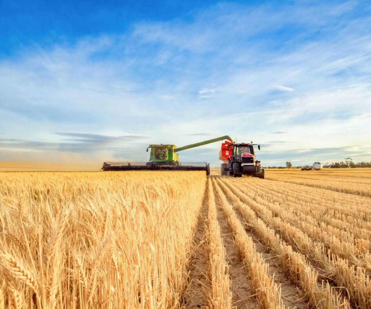 Wheat Facing Double Digit Weakness on Thursday